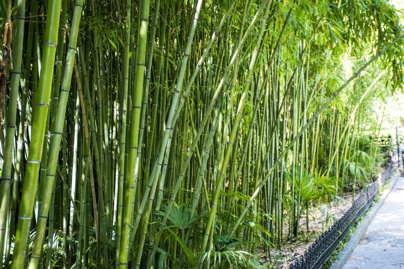 Bamboo Fence